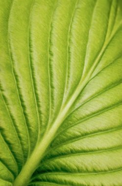 Parlak taze bir zambak yaprağının dokusu. Doğal yeşil arkaplan