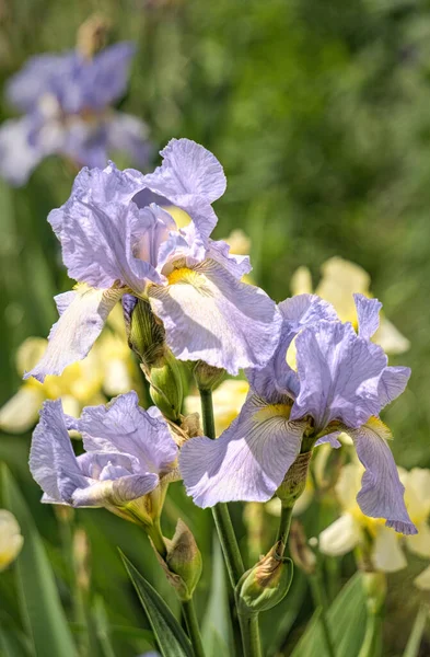 Jardín Primavera Brote Del Iris Púrpura Hojas Verdes Sol Primavera — Foto de Stock