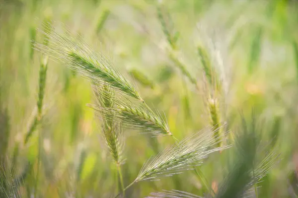 Wilde Granen Die Groeien Een Zonnig Dorpsveld — Stockfoto