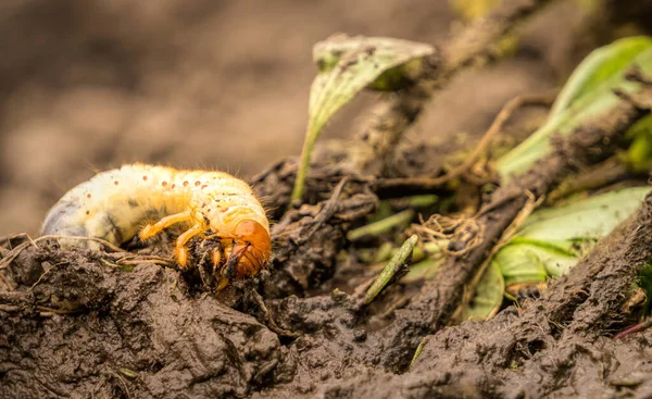 Larva Maybug Comiendo Las Raíces Las Plántulas Jardín Plaga Jardín —  Fotos de Stock