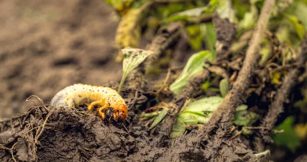 Larva Maybug Comiendo Las Raíces Las Plántulas Jardín Plaga Jardín —  Fotos de Stock