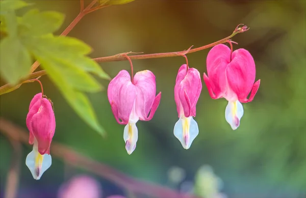 Růžový Jarní Květ Krvácejícího Srdce Mezi Slunnou Zahradou — Stock fotografie