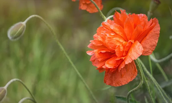 Bloeiende Rode Papavers Zonnige Zomerweide — Stockfoto