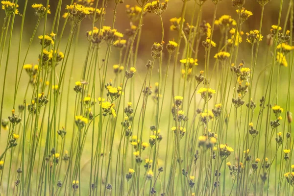 Flores Amarelas Campo Semear Cardo Contra Pano Fundo Prado Ensolarado — Fotografia de Stock