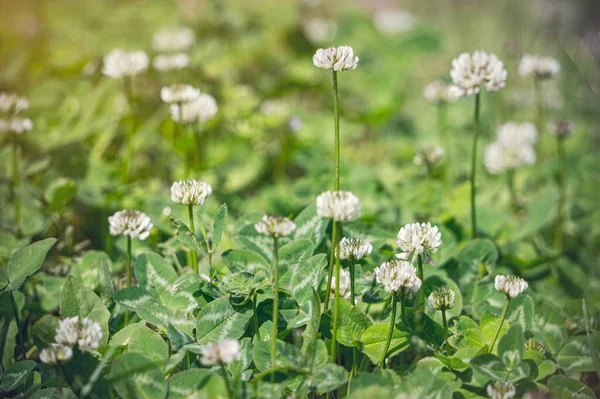 Delicado Branco Wildflower Folhas Trevo Verde Jardim Primavera — Fotografia de Stock