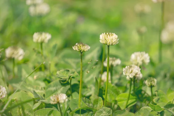 Delicado Branco Wildflower Folhas Trevo Verde Jardim Primavera — Fotografia de Stock