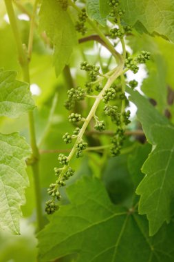  Kaliforniya 'daki Napa Vadisi' nin üzüm bağları. Amerika 'da şarap üretimi