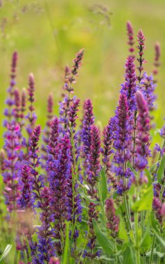  Yaz çiçekleri ve güneşli çayırlar. Üçlemeci bayramı için kartpostal