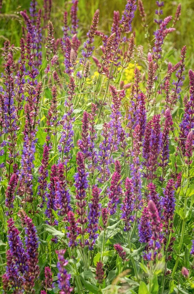 Sommerliche Wildblumen Und Sonnige Wiese Postkarte Zum Fest Der Dreifaltigkeit — Stockfoto