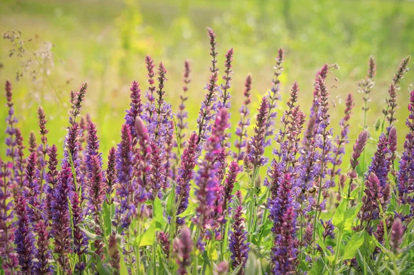 Sommerliche Wildblumen Und Sonnige Wiese Postkarte Zum Fest Der Dreifaltigkeit — Stockfoto