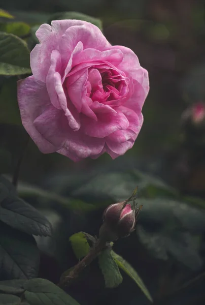 Flor Delicada Verão Chá Inglês Subiu Jardim — Fotografia de Stock