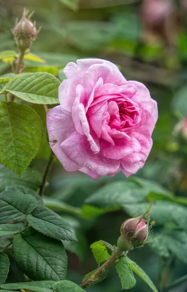 Flor Delicada Verão Chá Inglês Subiu Jardim — Fotografia de Stock