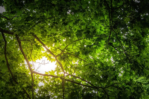 Solig Sommarskog Sol Ljus Skiner Genom Gröna Lönnlöv — Stockfoto