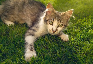  Küçük tüylü benekli kedi yavrusu Bahar sabahı güneşli bahçede oynuyor