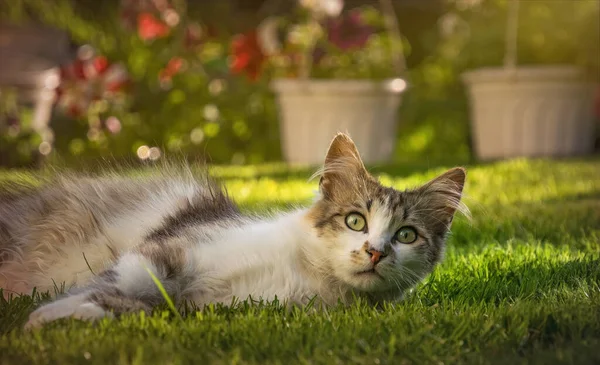 春の朝に小さなふわふわの斑点の子猫の遊び 晴れた庭 — ストック写真