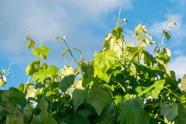 Winnice Napa Valley Kalifornii Produkcja Wina Usa — Zdjęcie stockowe