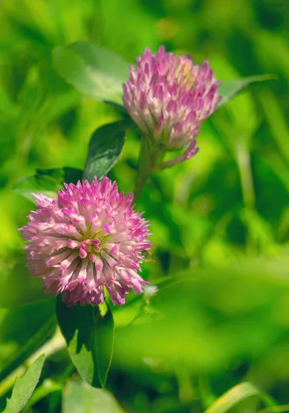 Нежный Фиолетовый Полевой Цветок Зеленые Листья Клевера Весеннем Саду — стоковое фото