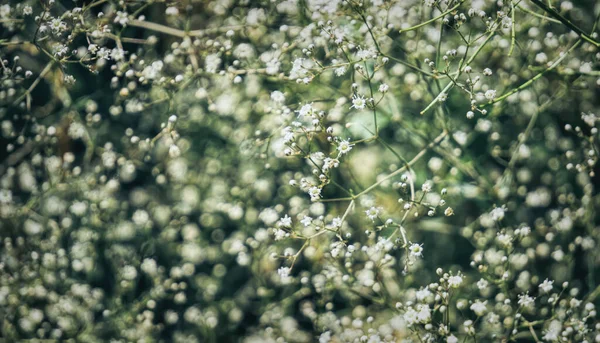 Small White Wildflowers Gypsophila Floral Fresh Background — Stock Photo, Image