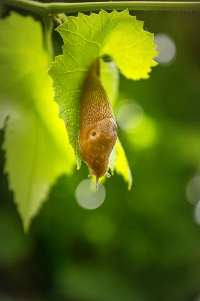 緑のブドウの葉に巨大なナメクジ — ストック写真