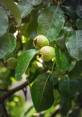  Armut ağacında olgun armutlar. Yaz bahçesi, organik meyve hasadı