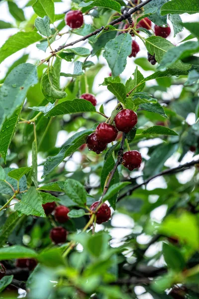 Ripe Red Cherries Summer Garden Rain — Stock Photo, Image