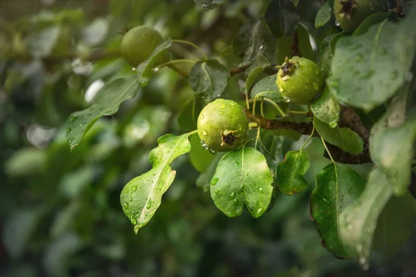 Pêras Maduras Numa Árvore Pêra Pomar Verão Colheita Frutas Orgânicas — Fotografia de Stock
