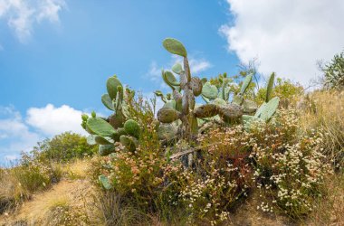 Mojave Çölü 'nde Opuntia kaktüsü. Los Angeles 'ın banliyösü