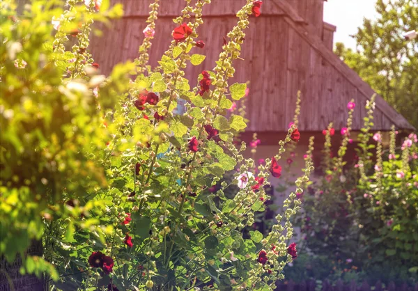 Çiçekli kır bahçesi gibi. Eski ev ve çiçekleri