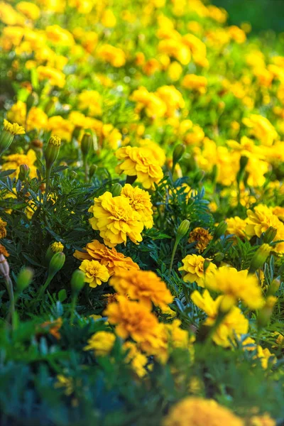 Yellow Blooming Summer Marigold Flowers — Stock Photo, Image
