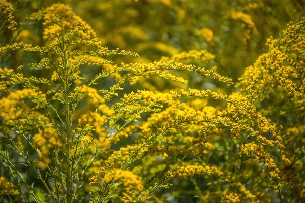 Goldenrod Canadensis Och Solig Blommande Sommarträdgård — Stockfoto