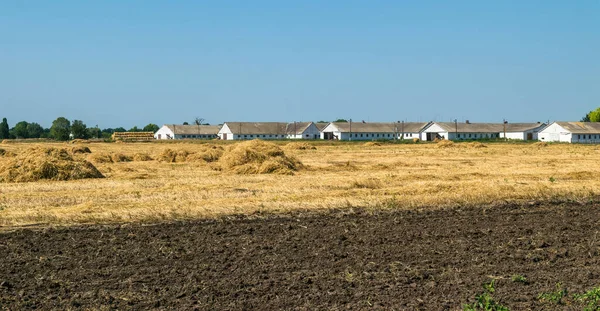 Dry Haystacks Agricultural Field — Stock Photo, Image