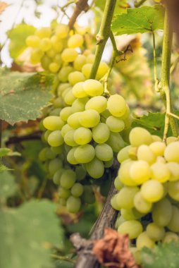  Kaliforniya, ABD 'deki Napa Vadisi' nin güneşli yaz üzüm bağları