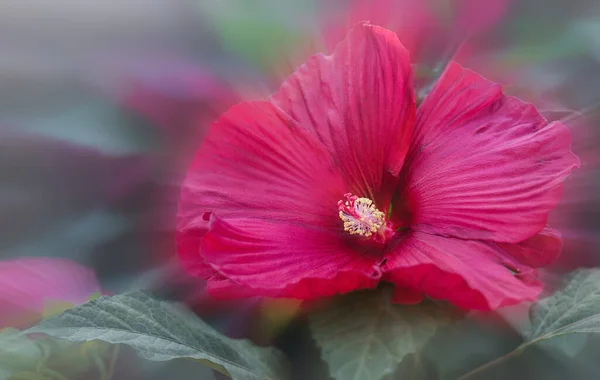 Pittoreske Herfsttuin Heldere Bloemen Van Herfst Lila Chinese Hibiscus Stralen — Stockfoto