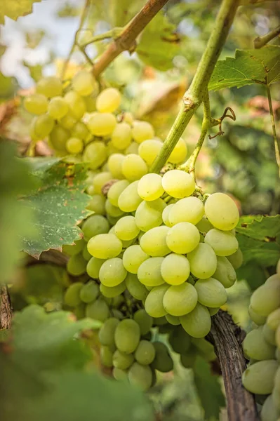 Zonnige Zomer Wijngaarden Van Napa Valley Californië Verenigde Staten — Stockfoto