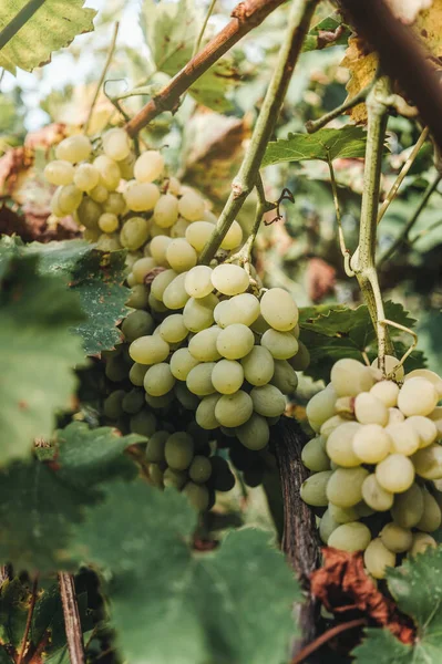 Zonnige Zomer Wijngaarden Van Napa Valley Californië Verenigde Staten — Stockfoto