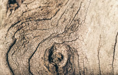 Eski kuru ahşabın dokusu. Kestanenin büyük bir kütüğü.