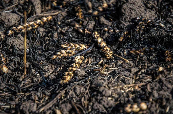 Löpeld Ett Vetefält Rester Brända Spikelets Och Aska Miljökatastrof Och — Stockfoto