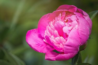 Narin bahar pembe şakayığı