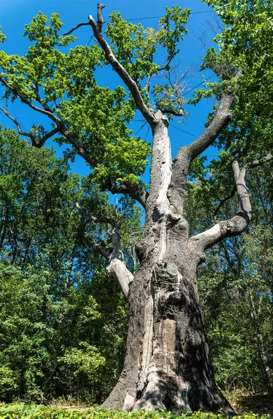 中世纪的千年橡木 树木和地标的寒冷叶树 乌克兰 Maxim Zalizniak Oak — 图库照片