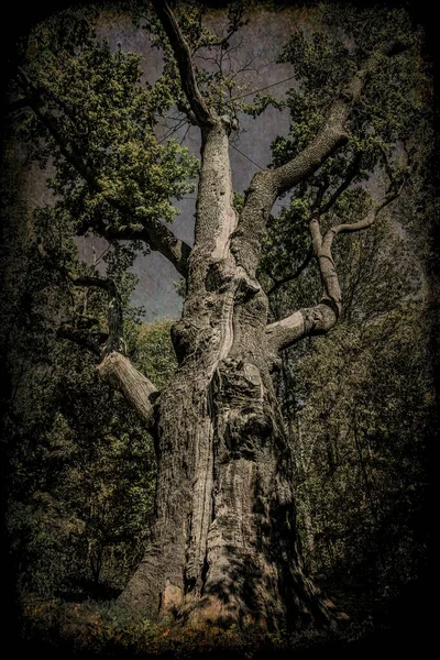 被遗弃的秋天森林 废弃的橡木楼梯和古老的森林 大气神秘光晕卡片的背景 — 图库照片