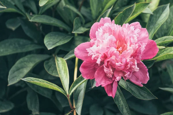 Peônia Rosa Delicada Primavera — Fotografia de Stock