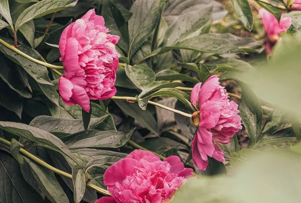 Peônia Rosa Delicada Primavera — Fotografia de Stock