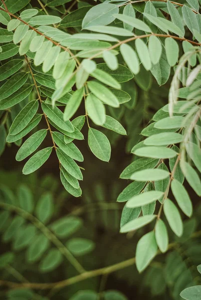 Textur Gröna Löv Skog Akacia Höstskogen — Stockfoto