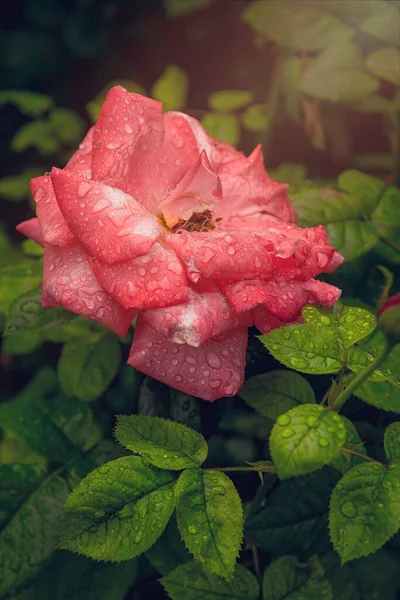 Pétalas Brilhantes Rosas Vermelhas Frescas Jardim Outono Fundo Para Cartão — Fotografia de Stock