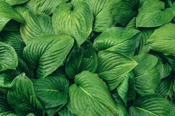 Texture Bright Fresh Leaf Lily Drops Morning Dew Natural Green — Stock Photo, Image