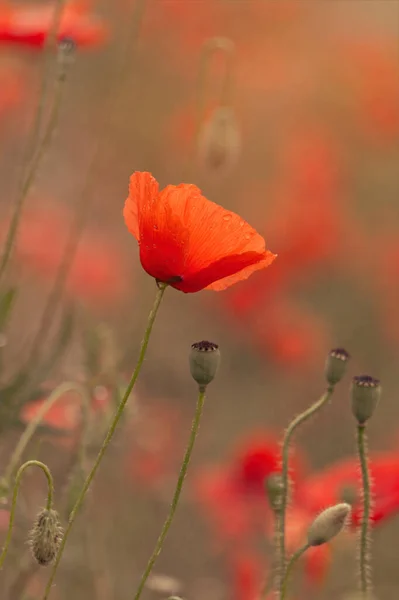 Blooming Red Poppies Sunny Summer Meadow — Stock Photo, Image