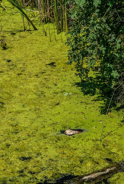 Catástrofe Ecológica Río Pantanoso Animal Peligro — Foto de Stock