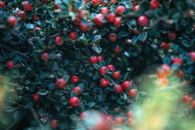  Kırmızı Ateş Dikeni 'nin kırmızı sonbahar meyveleri. Sonbahar güzel arka plan