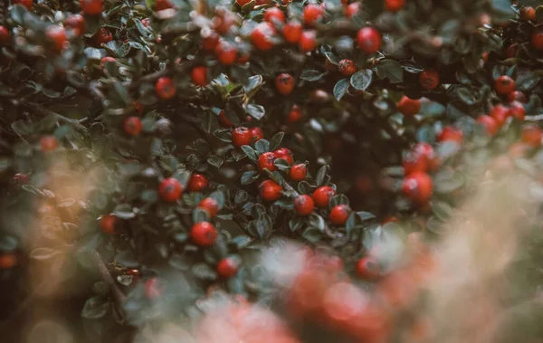 Κόκκινα Φθινοπωρινά Μούρα Από Κόκκινο Firethorn Φθινόπωρο Όμορφο Φόντο — Φωτογραφία Αρχείου