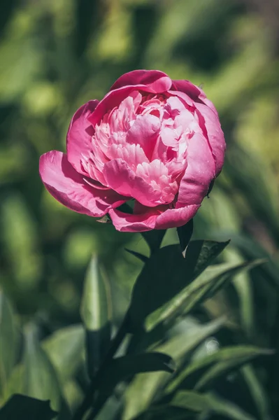 Peônia Rosa Delicada Primavera — Fotografia de Stock